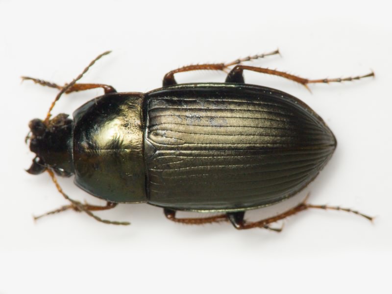 Carabidae Latreille, 1802